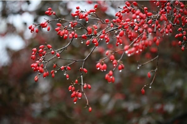 야생 산수유 사진