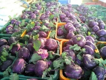 콜라비 재배 모종 선택 빛 관리 당도 높이기_6