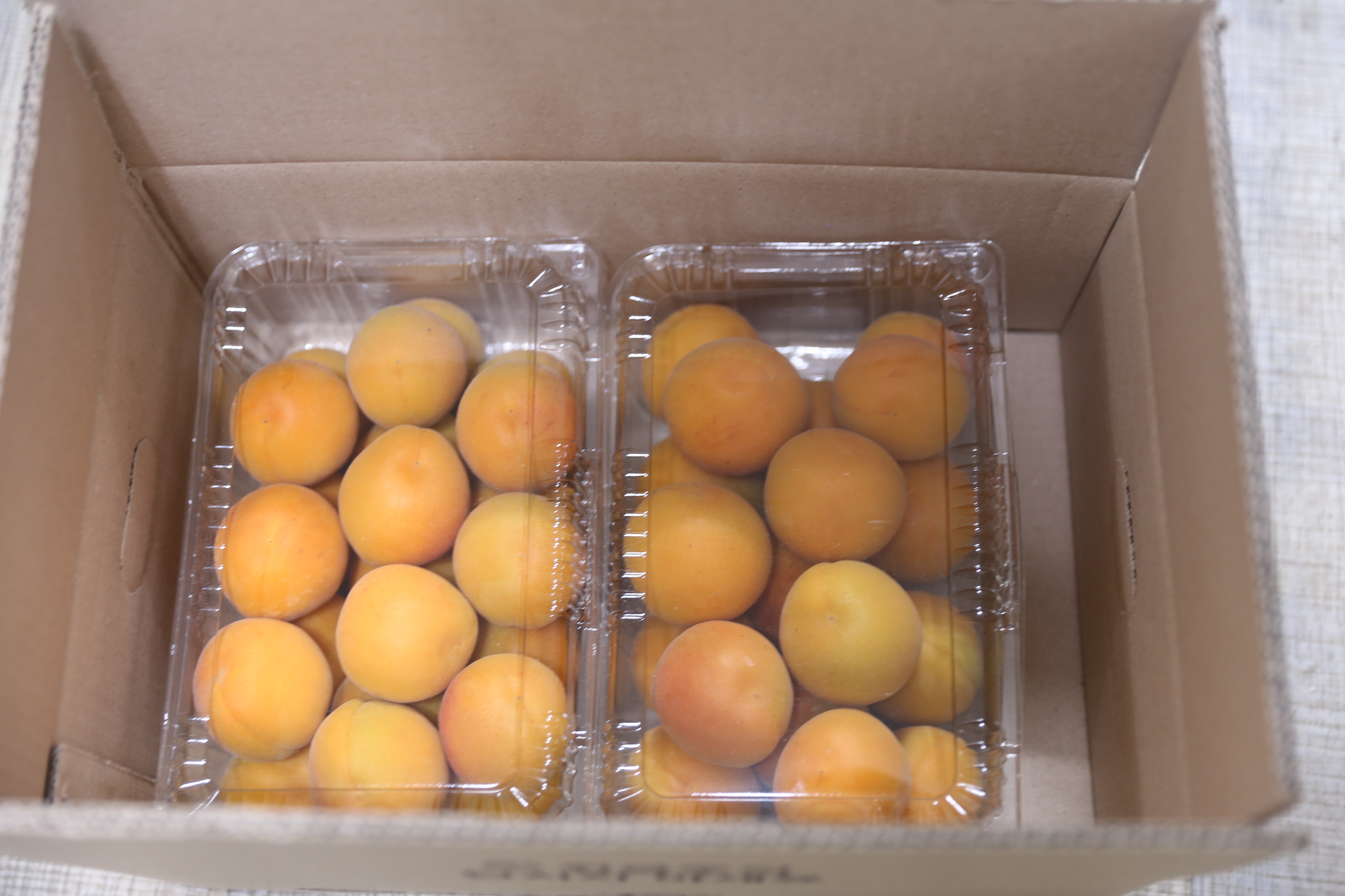 하우스살구 건강