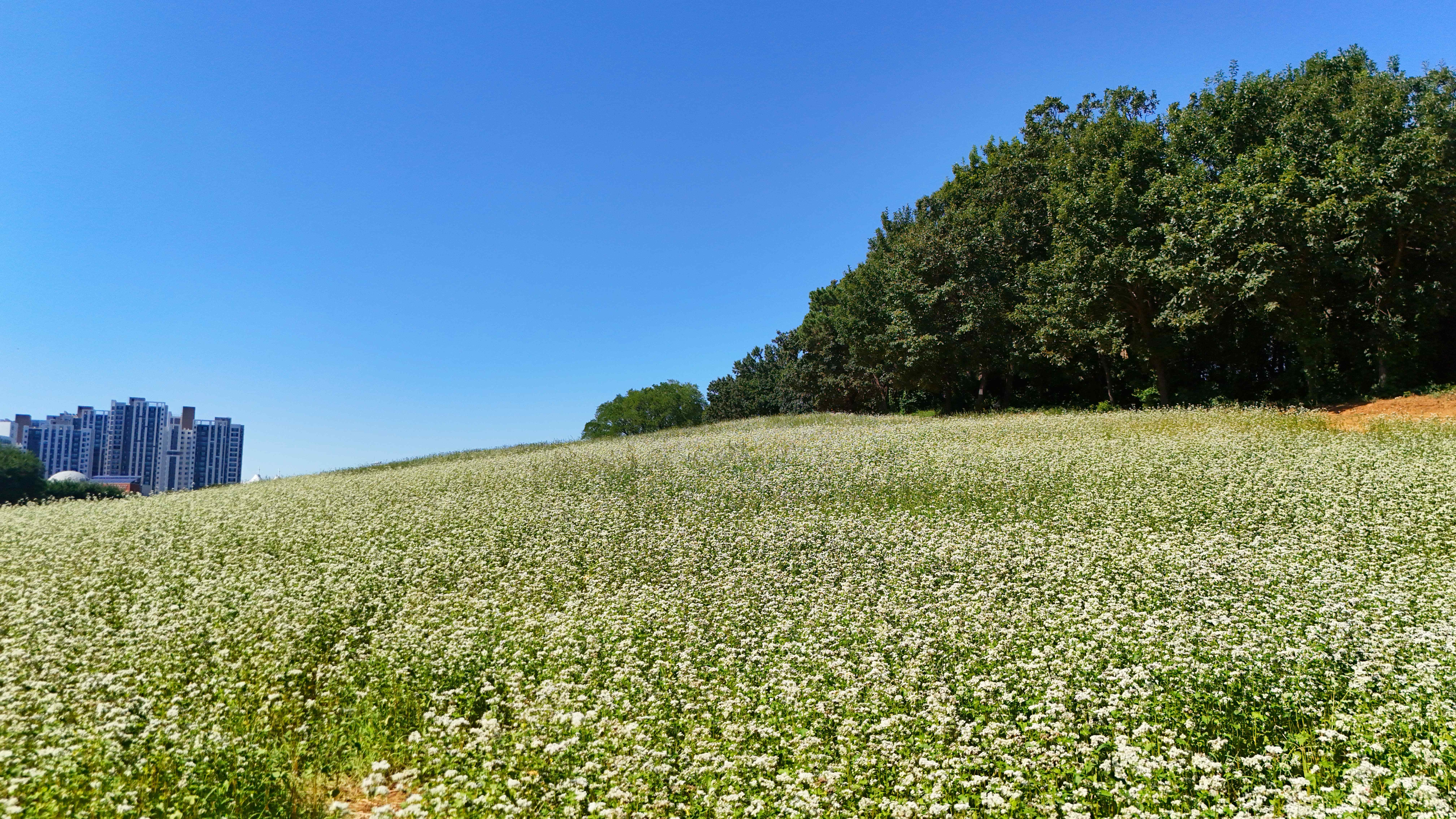 인천 선학동 메밀꽃