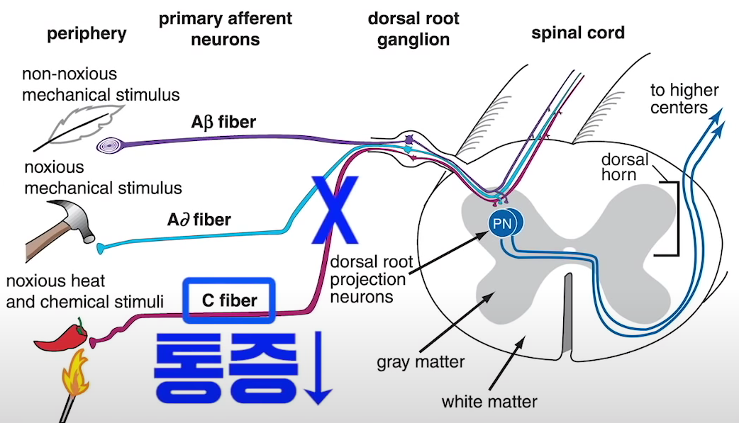 c fiber와 관련된 기전 이미지