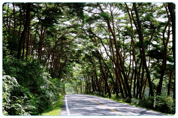 충남-태안-여행-안면송림