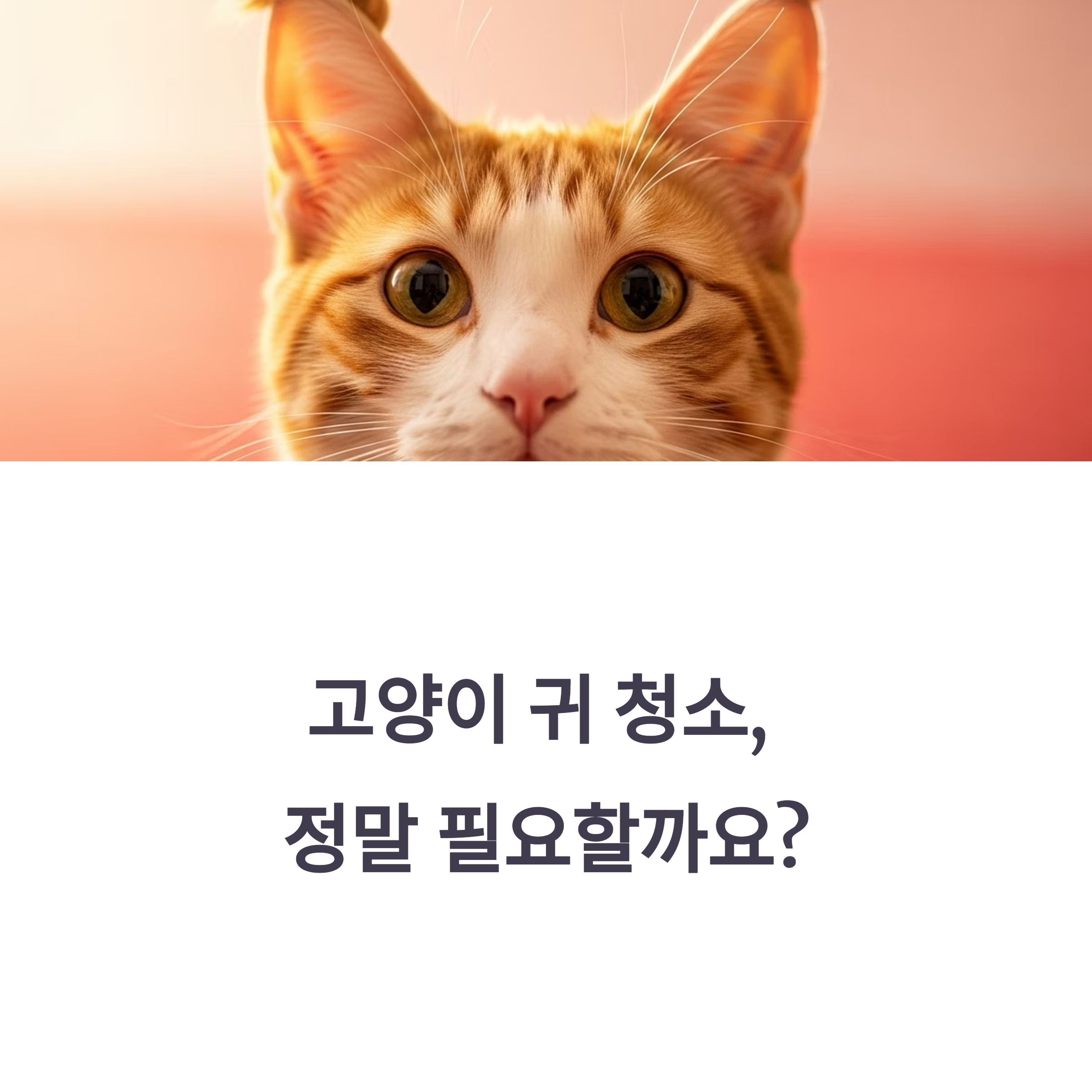 고양이 귀 청소, 정말 필요할까요?