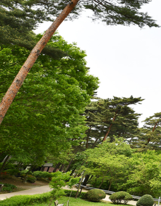 태안 안면도 튤립축제 개화상황