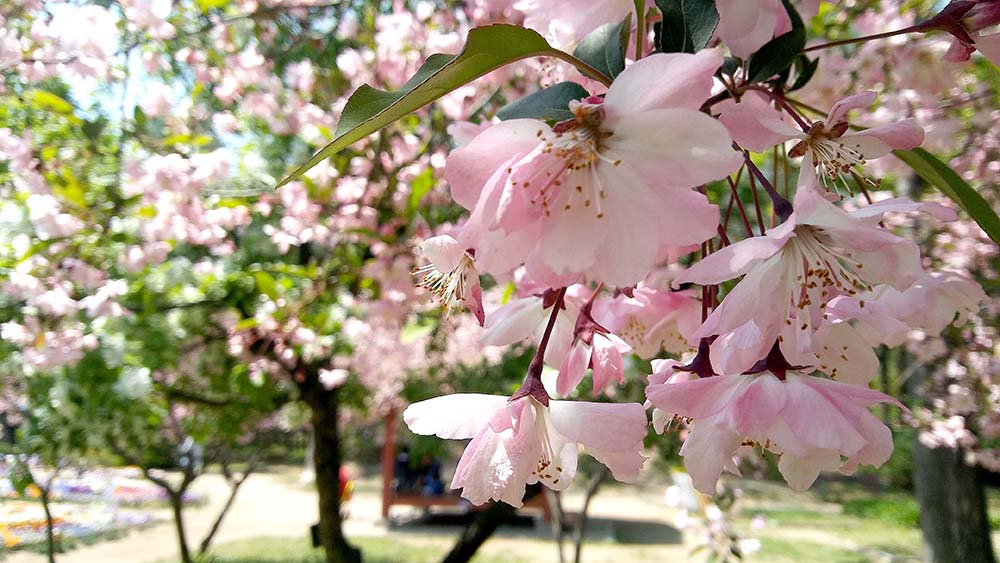 서울둘레길 4코스 대모산·우면산 겹벚꽃