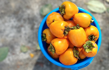 대봉감 10kg 가격, 대봉감 수확시기와 효능