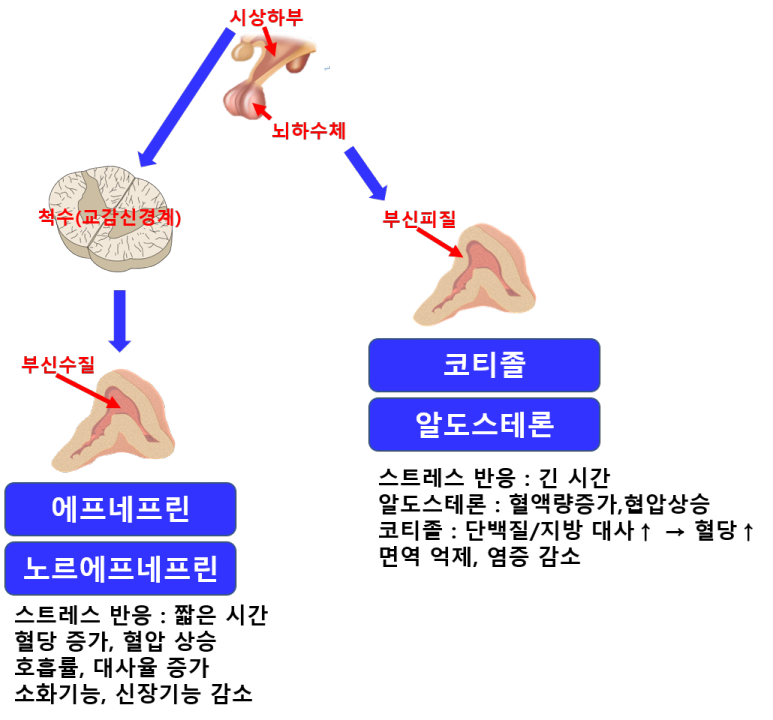 부신호르몬 분비 과정