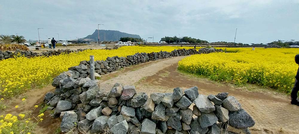 유채꽃 너머 성산일출봉