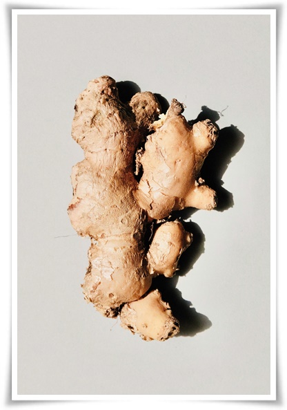 &quot;10월 하순, 생강 수확 하세요!&quot; 생강의 매력과 건강 효능, 최적의 수확시기! 생강의 효능과 활용!