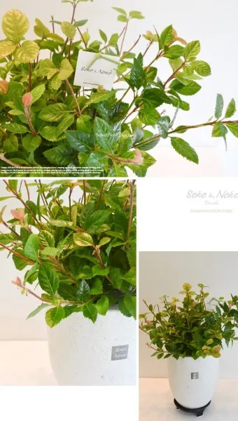 실내식물 여름철 관리 고온다습 통풍확보 물주기시간대 환기방법_9