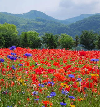 자라섬 꽃축제 꽃 페스타