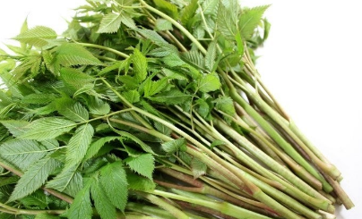 눈개승마나물의 올바른 동정과 기본 정보 관련 사진