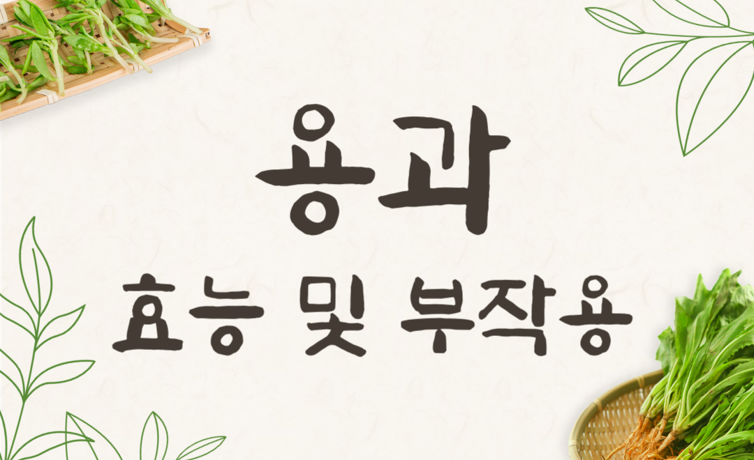 용과 효능 부작용 총정리