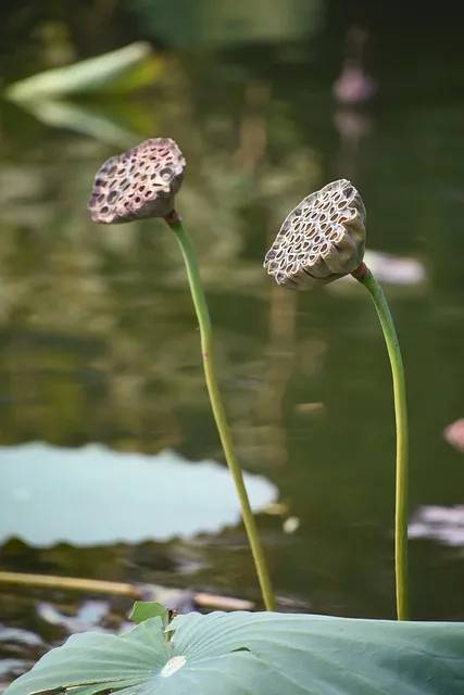 냉동 연근 해동법 꿀팁_5