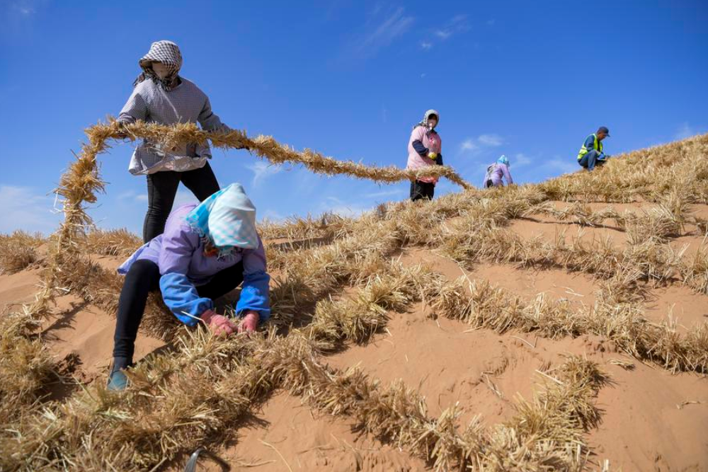 중국 닝샤 후이족 자치구 중웨이시의 텅거 사막에서 노동자들이 볏짚으로 체커보드 모양의 사막 방풍 장벽을 설치하는 모습