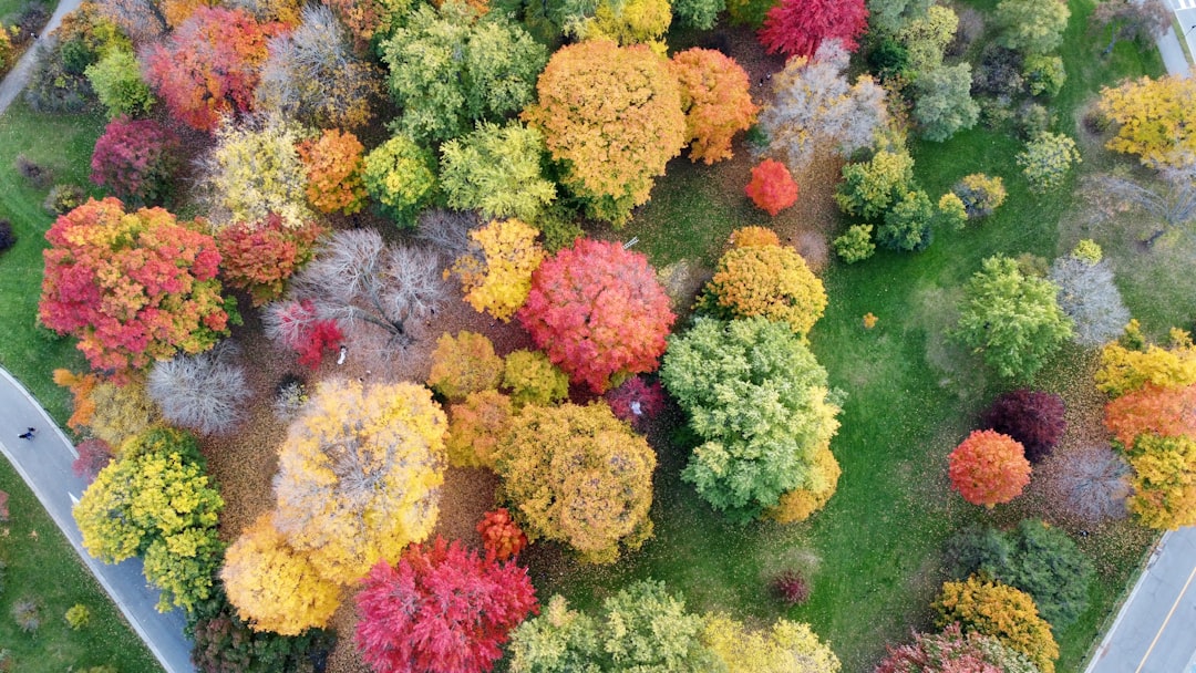 Urban forest