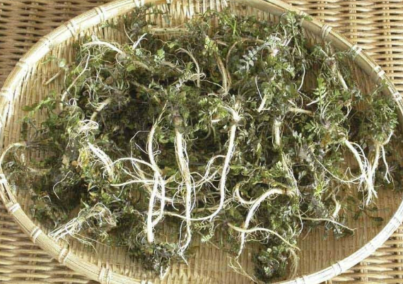 냉이 효능 먹는법 보관법