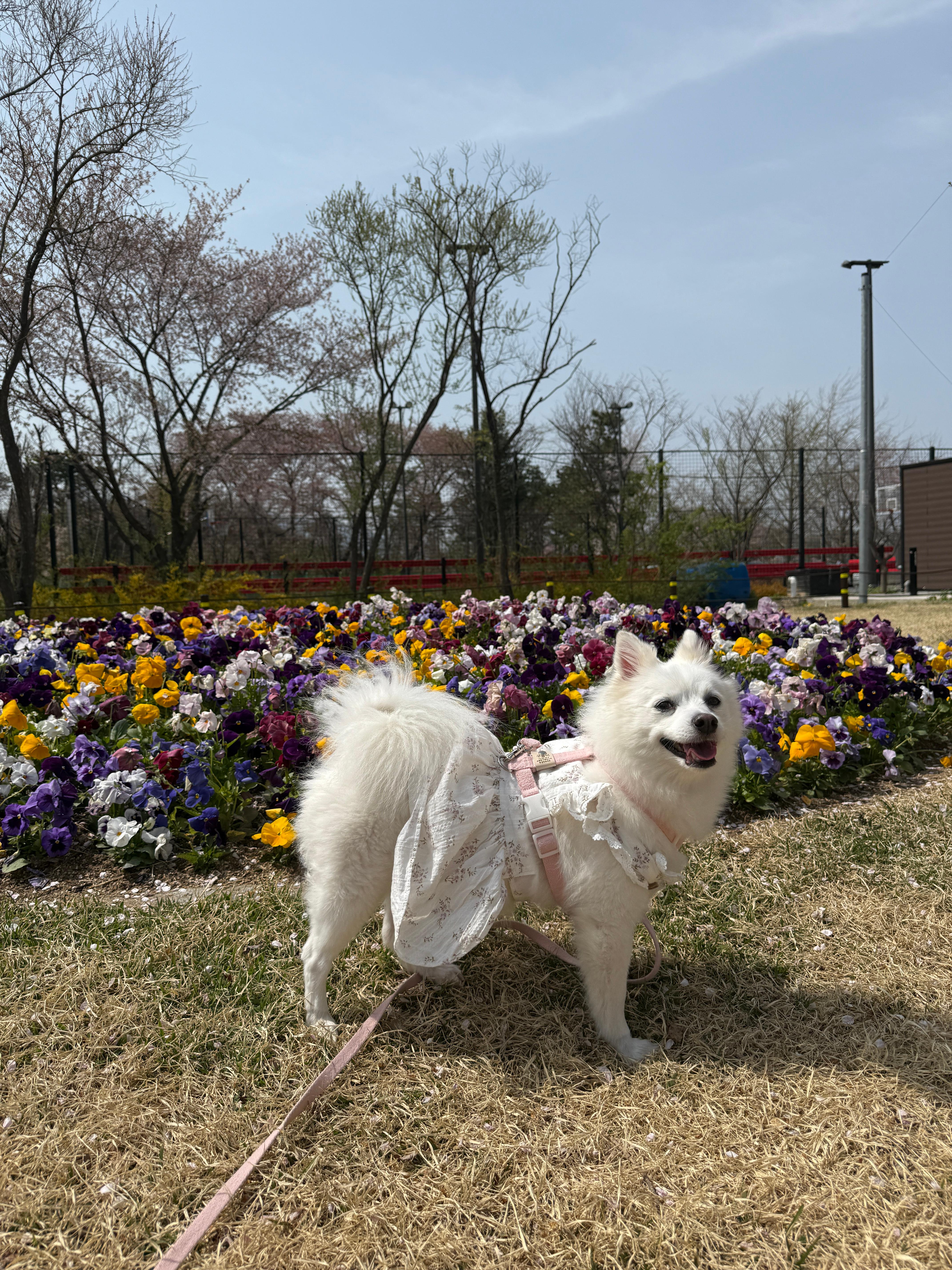 구름이