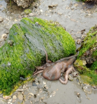 삽시도 어촌체험마을