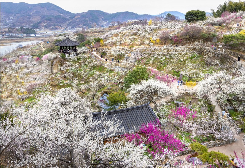 광양매화축제 소개