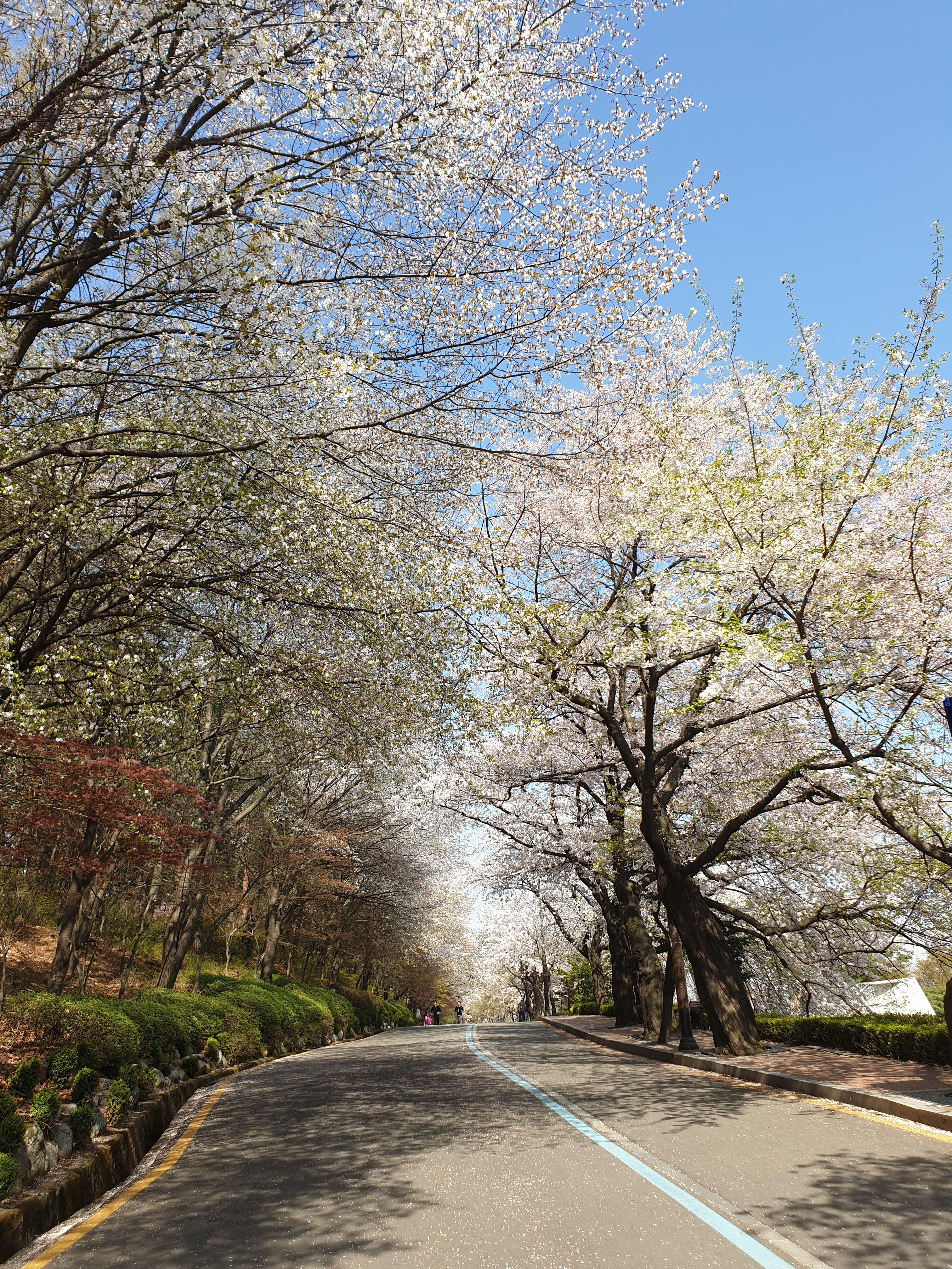 팔달산 벚꽃명소