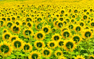 태백 해바라기축제