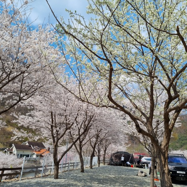 양산 무릉도원 오토캠핑장