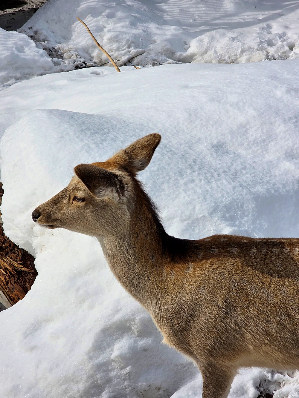 아사히야마 동물원 펭귄 워크 관광9