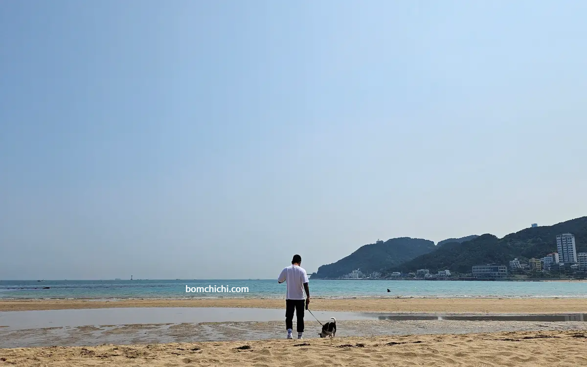 바다로 향하고 있는 강아지 사진