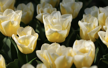 봄 인사말 모음 (회사,부모님,친구) 카톡 문자 총정리