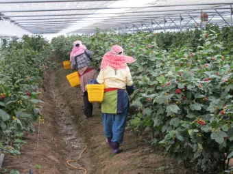 산딸기 재배 번식 방법 포트 묘 심기 잡초 관리_4