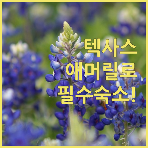 미국 텍사스 애머릴로 숙소 추천 5곳..
