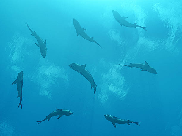 상어 떼 꿈 해몽