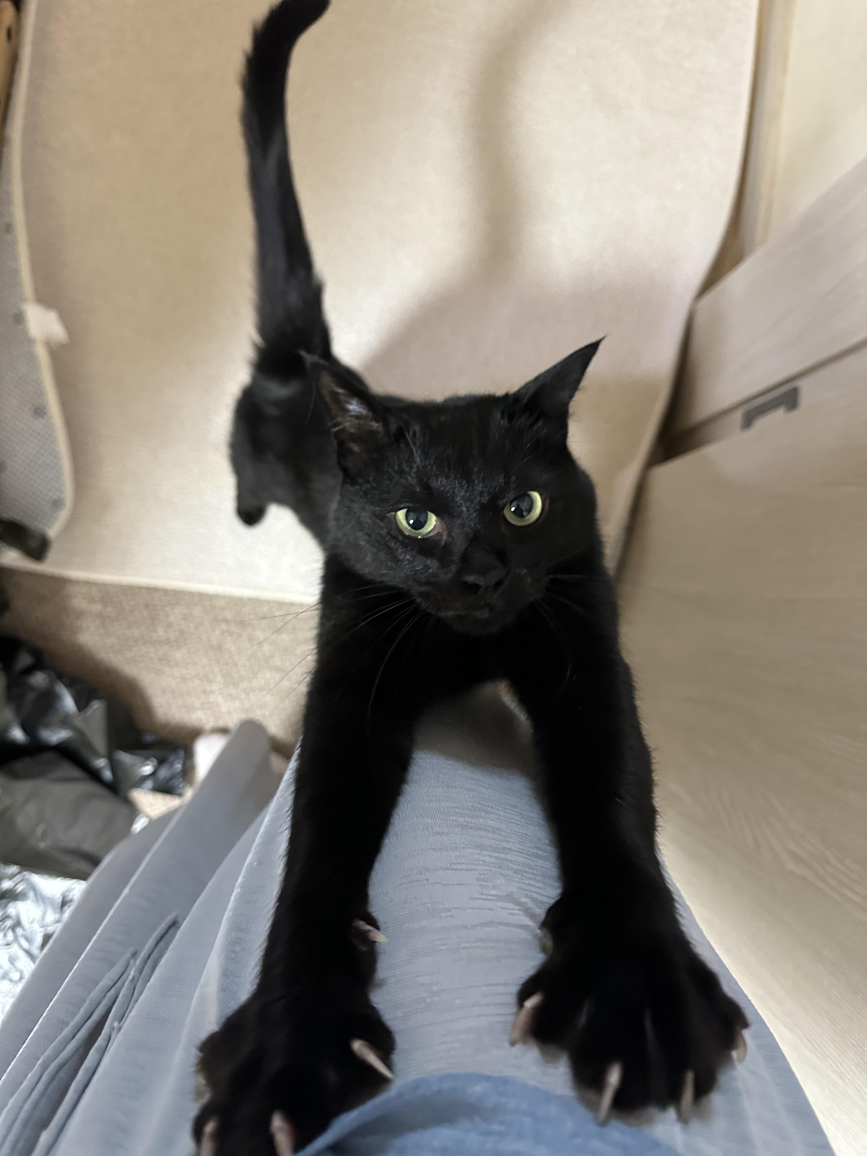 5월의 고양이들 화장실 모래 전체 갈이 (feat. 건이, 루디, 루나)