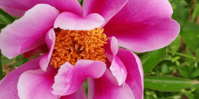 활짝 피어 있는 작약 꽃