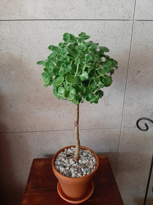 아래 줄기가 목질 화가 잘 된 장미허브의 모습