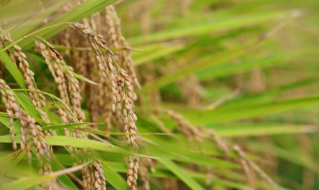 2023년 vs 2024년 추석 연휴 날씨 비교