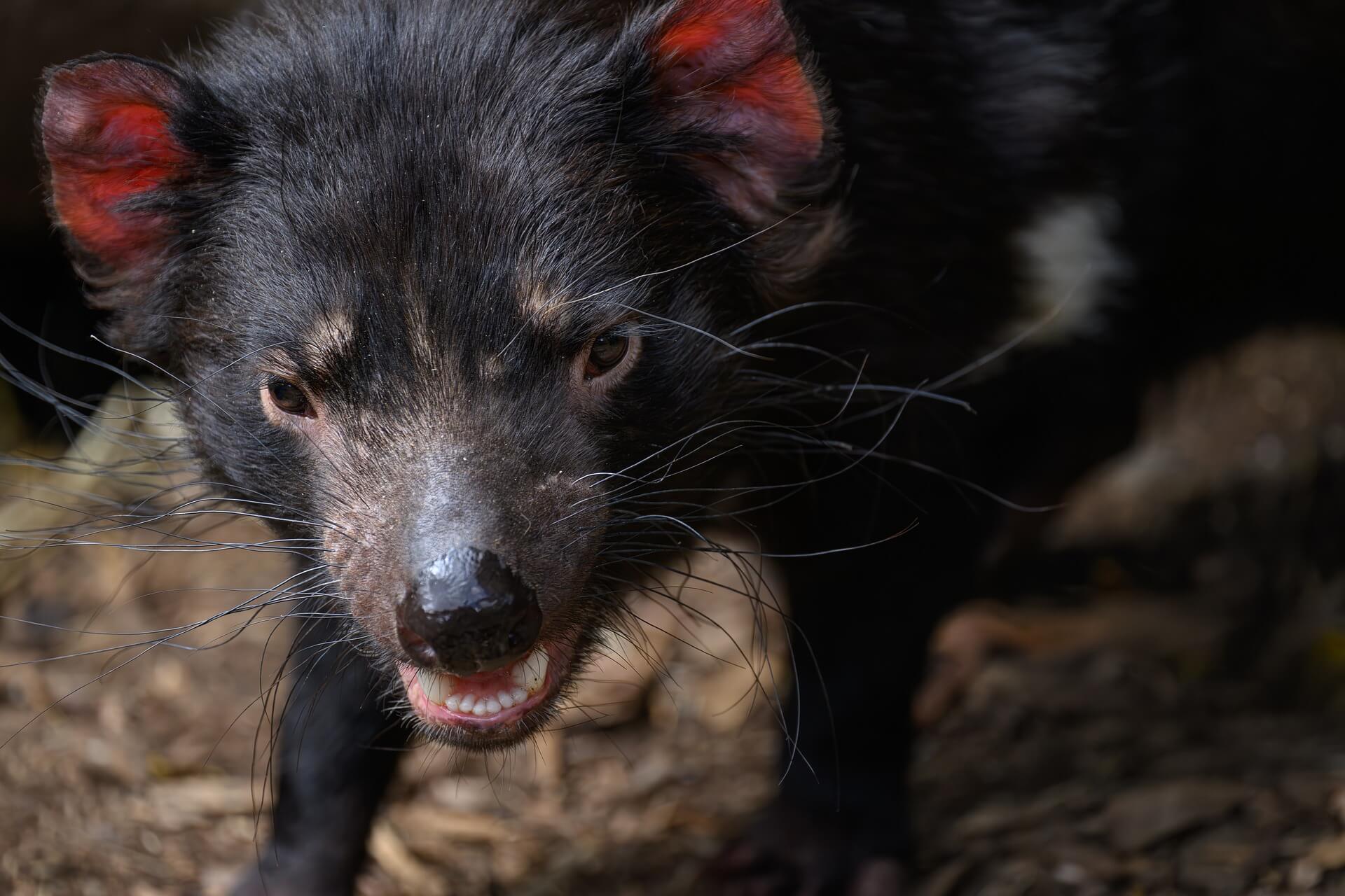 멸종위기 동식물 보호를 위한 지역사회 보상 모델과 지속 가능한 공존