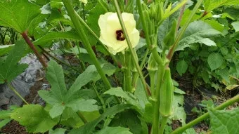 오크라 효능 재배법 손질 수확 요리 보관까지 한눈에 보기_17