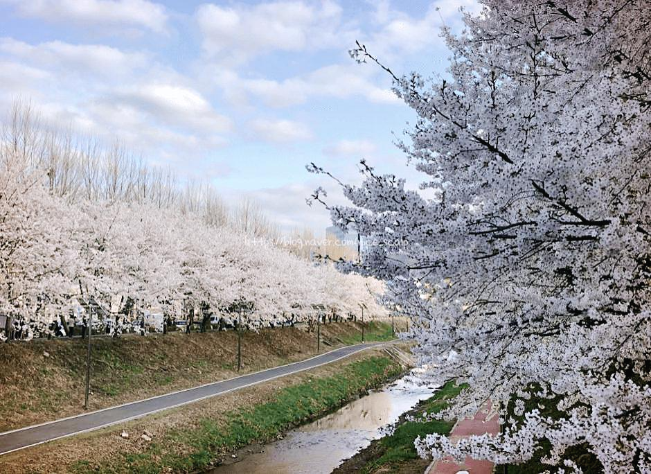 얀양천 벚꽃 명소