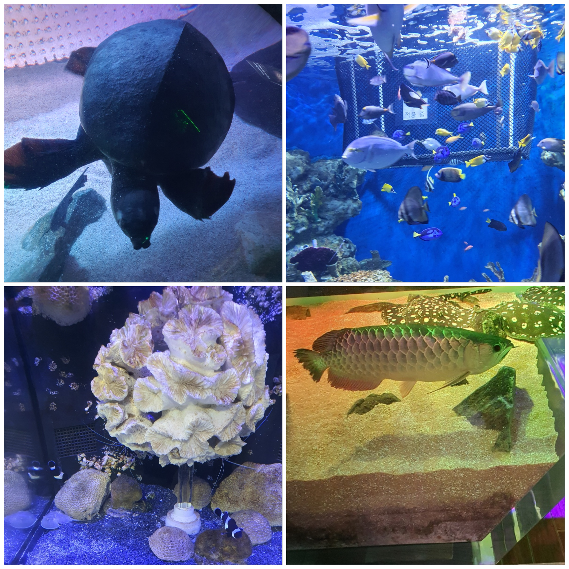 신비한-바다-생물-구경을-했어요.