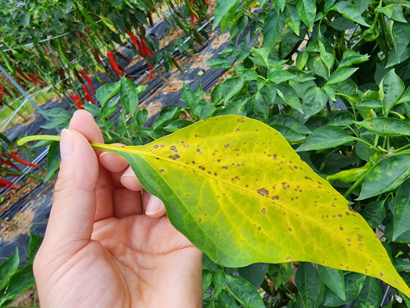 고추병충해 종류 사진 방재, 역병 탄저병 바이러스병 풋마름병
