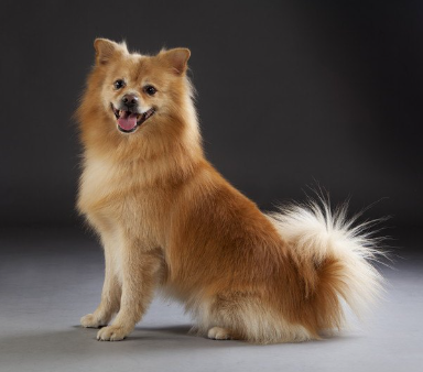 저먼 미텔 스피츠.