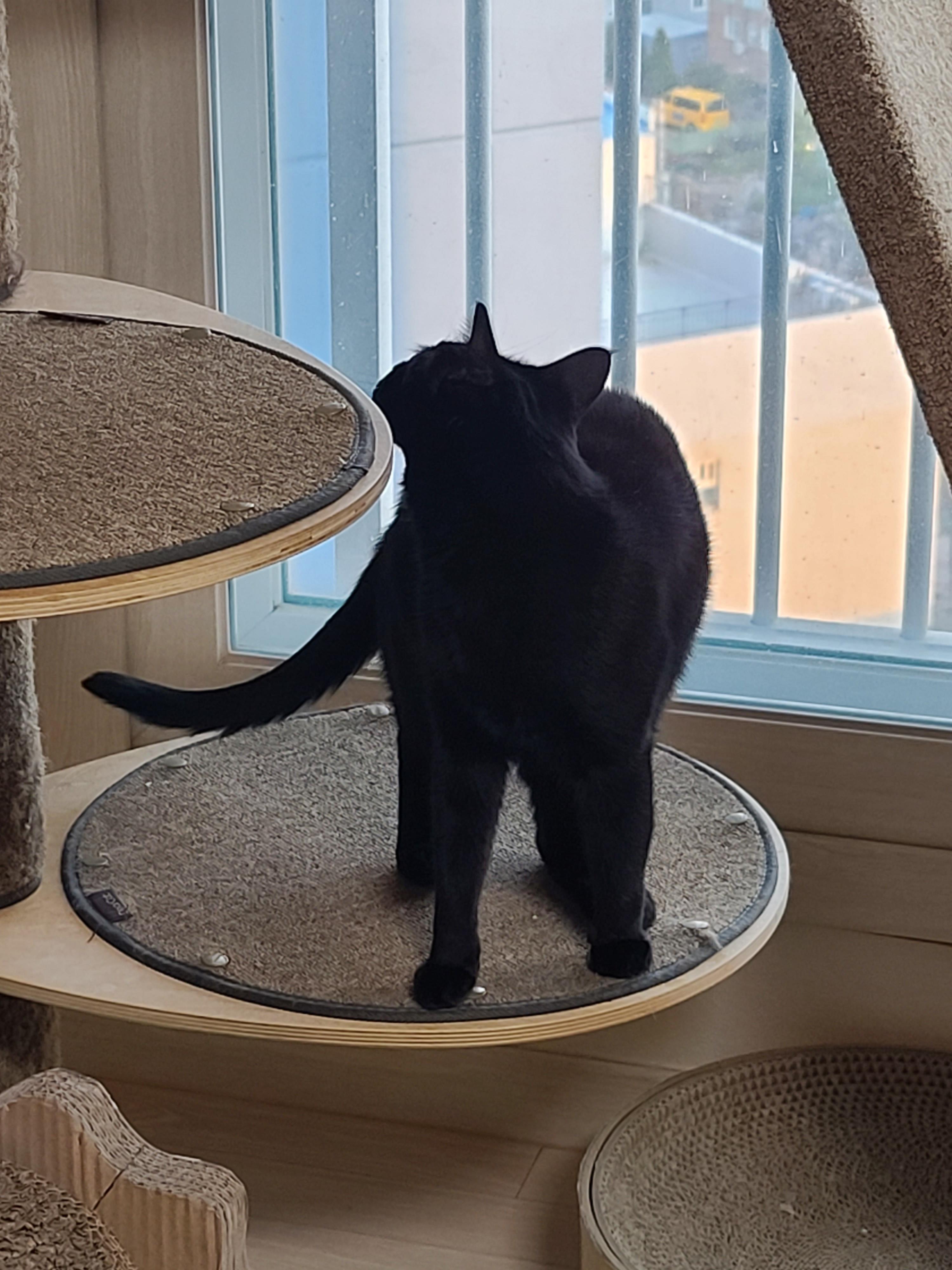 맹금류같은 멋진 새와 퓨마같은 멋진 고양이 건이의 만남.