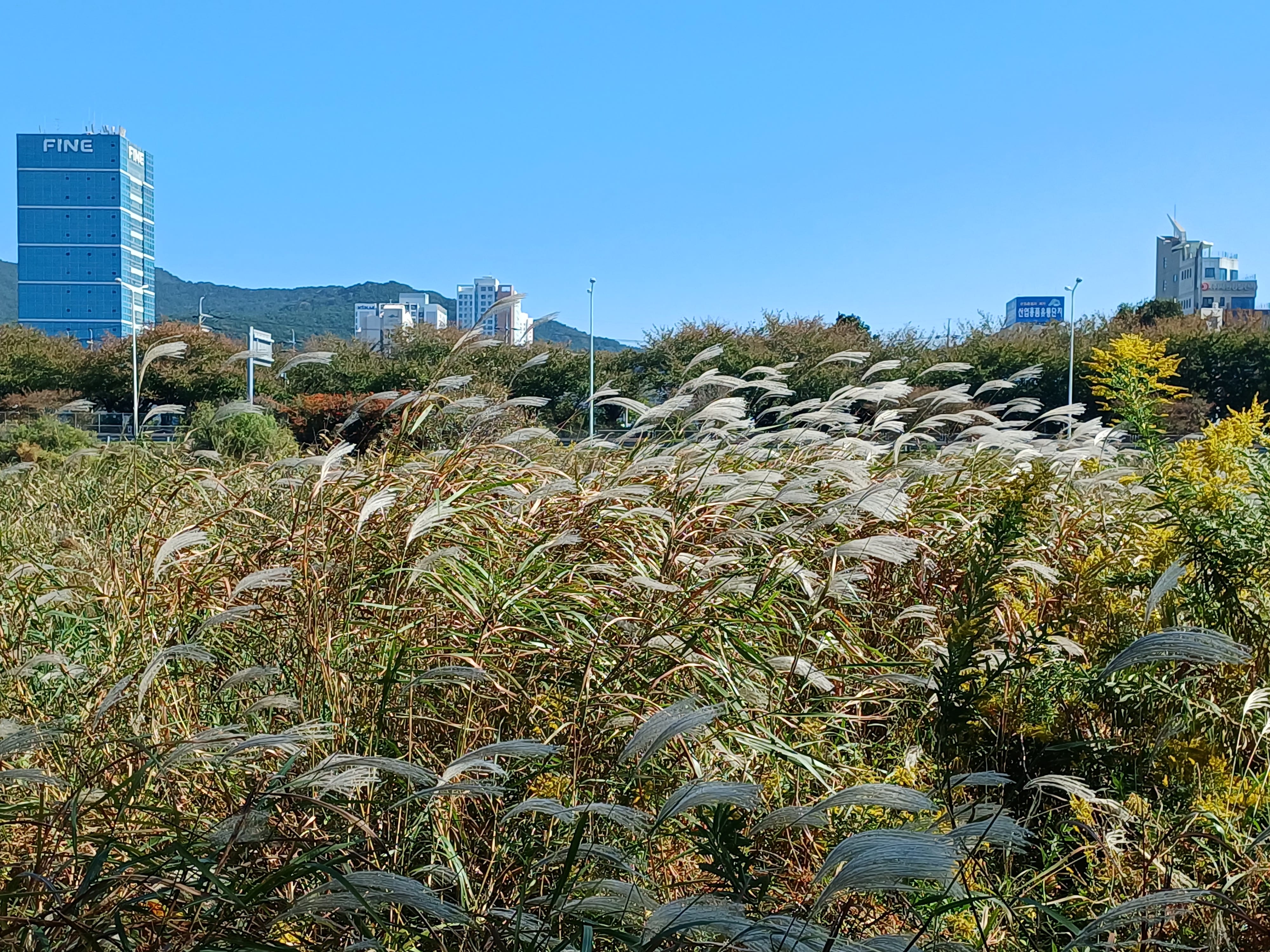Pretty white pampas grass