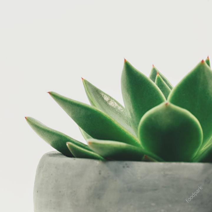 식물 공기 정화 효과