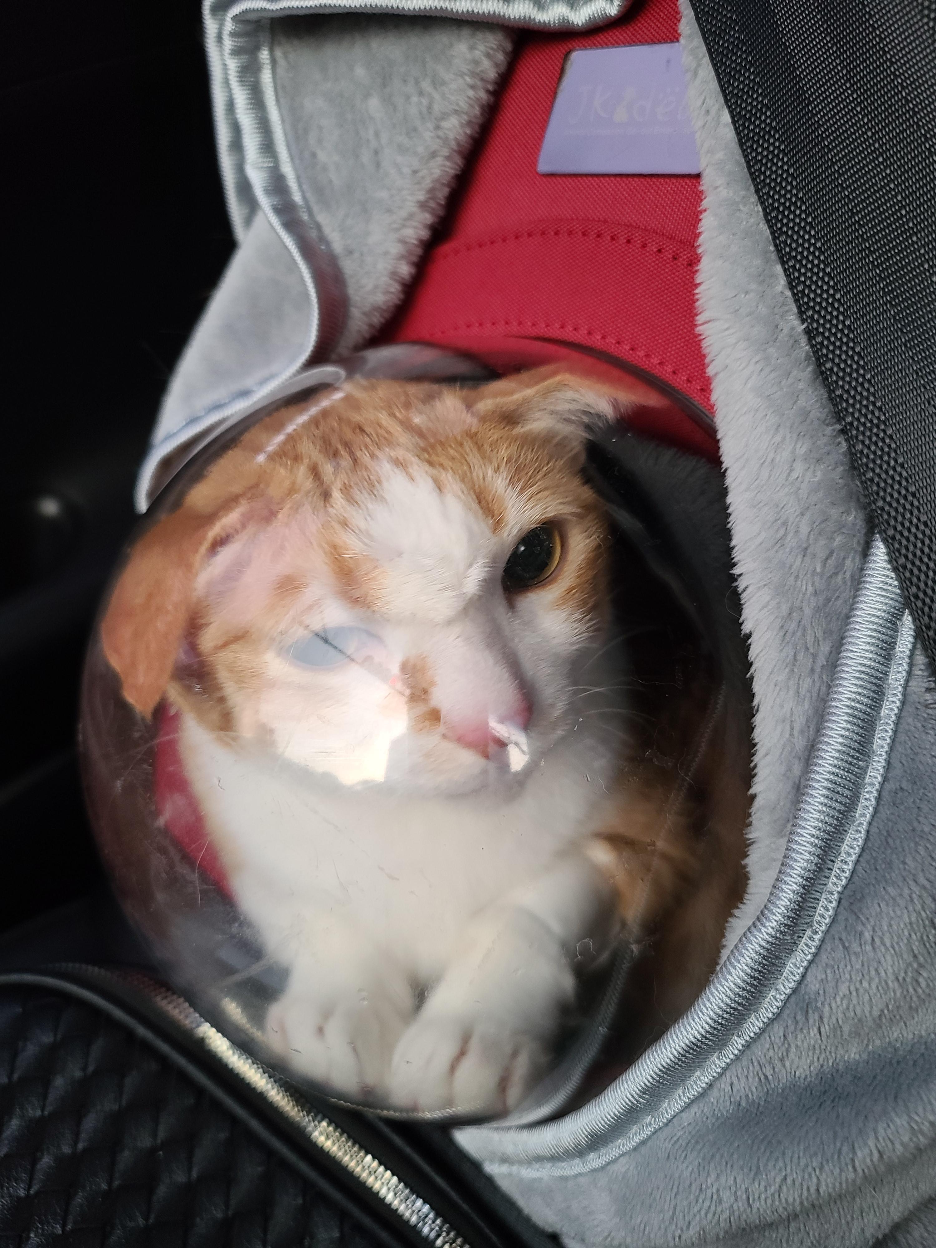 황달로 인한 호야의 입원. 고양이 황달.