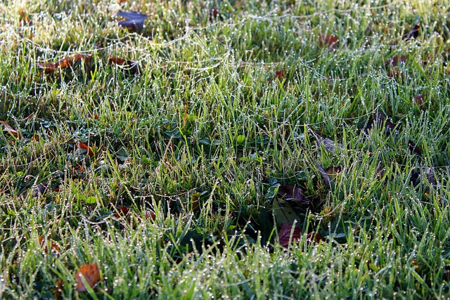 취나물 무침 및 삶는 법 (+ 재배법 장아찌 만들기)