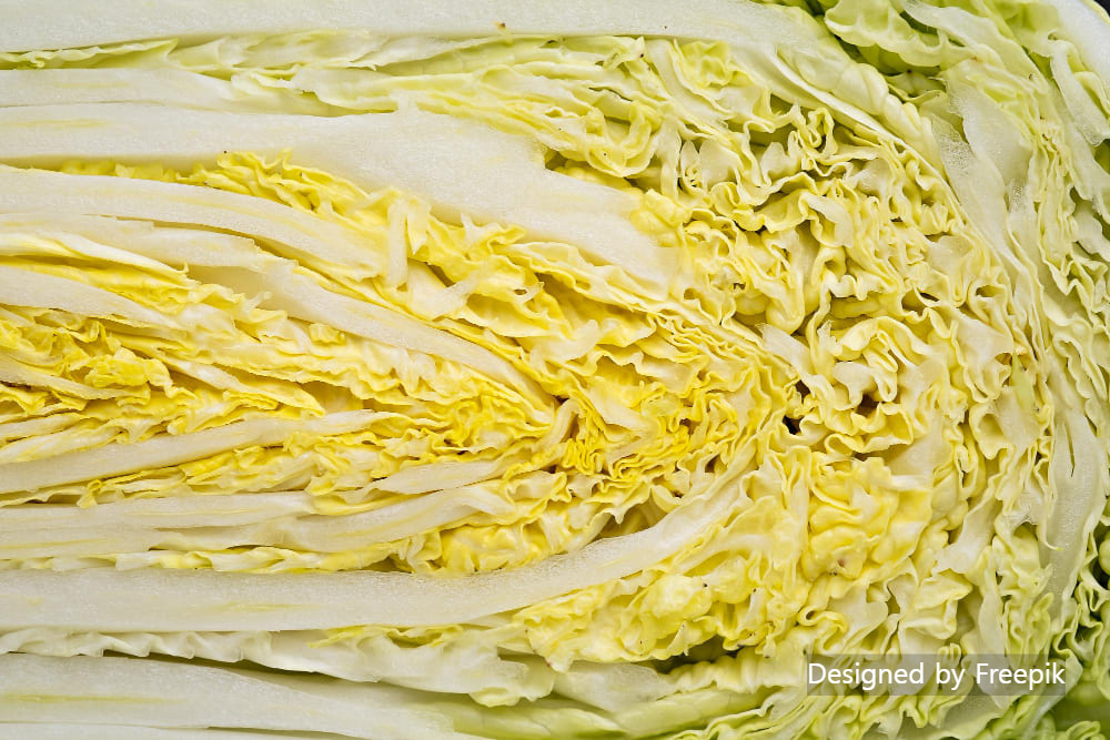 김장배추 심는 시기