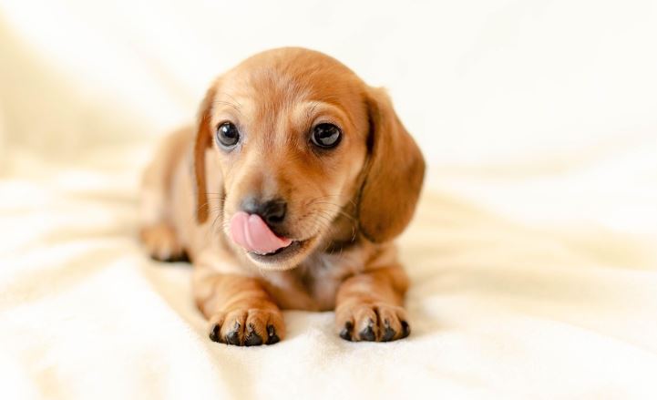 입맛 다시듯 혓바닥을 내밀고 본인의 코까지 핥고 있는 것 같은 귀여운 강아지의 정면 사진